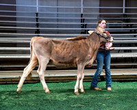 Cattle