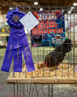 Poultry
