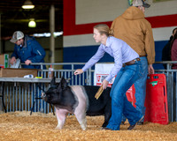 Swine