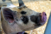 Bayou Blitz Swine Show 2023